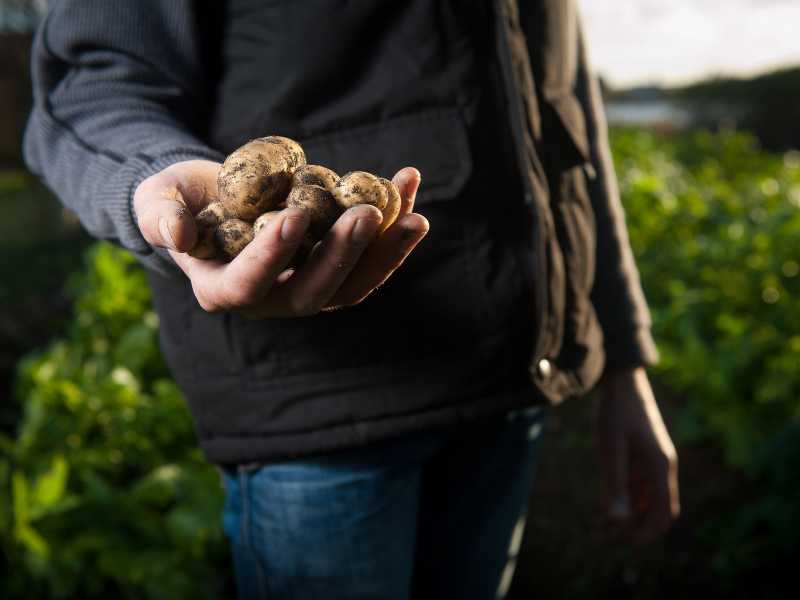 Crescimento desenfreado